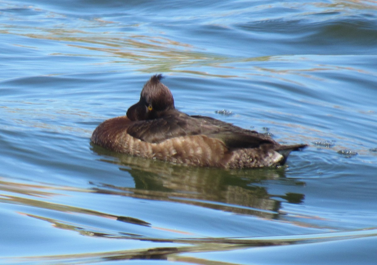 Tufted Duck - ML616801582