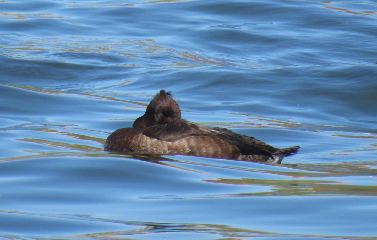 Tufted Duck - ML616801583