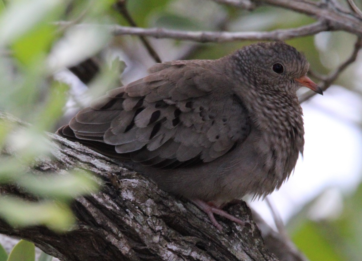 Common Ground Dove - ML616801586