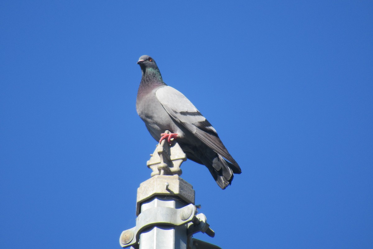 Rock Pigeon (Feral Pigeon) - ML616801607