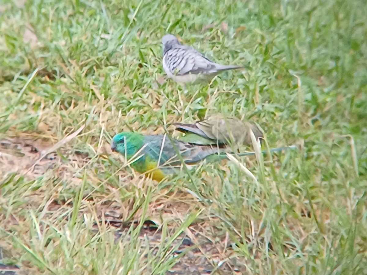 Red-rumped Parrot - ML616801611