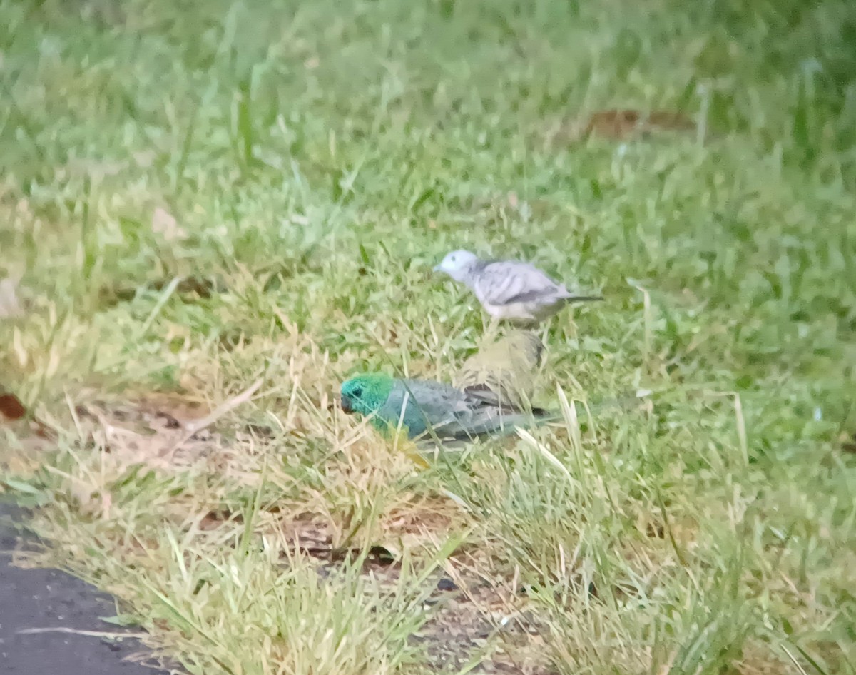 Red-rumped Parrot - ML616801612