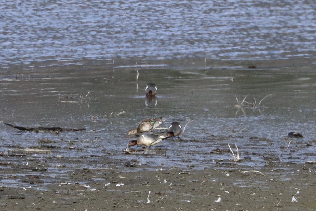 Green-winged Teal - ML616801626
