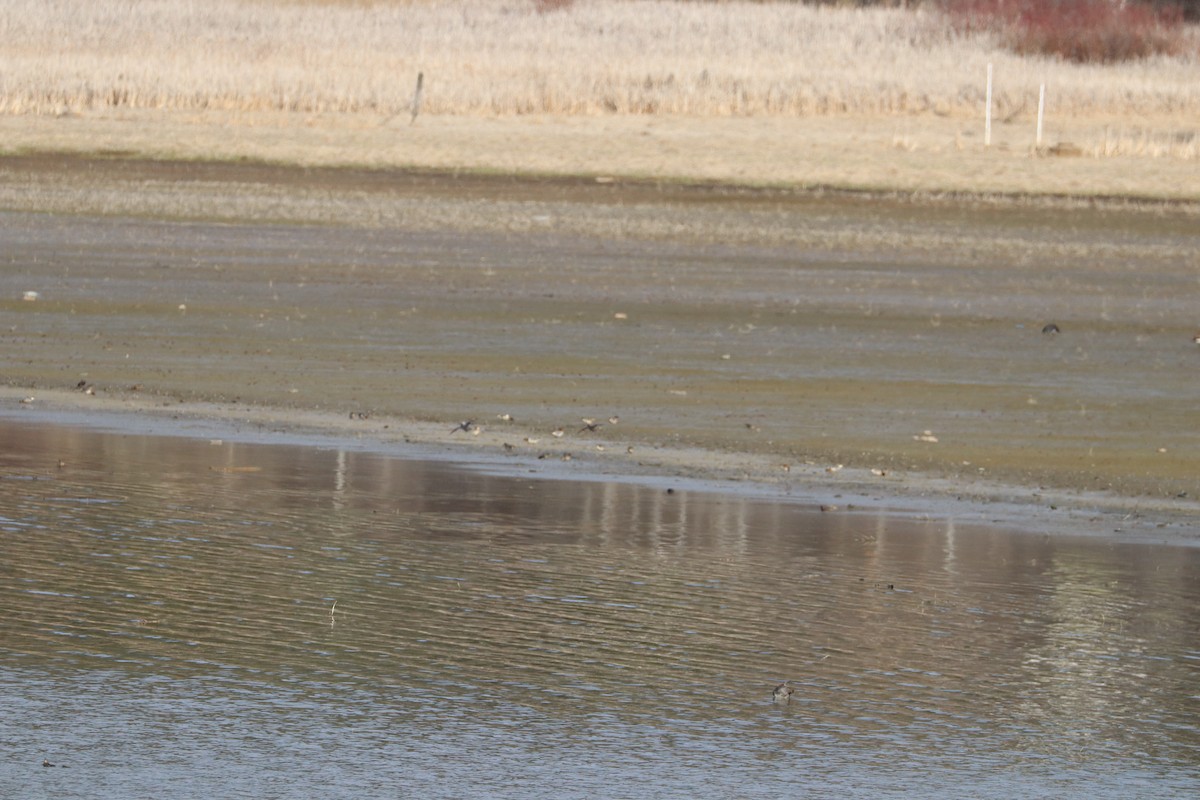 Green-winged Teal - ML616801630