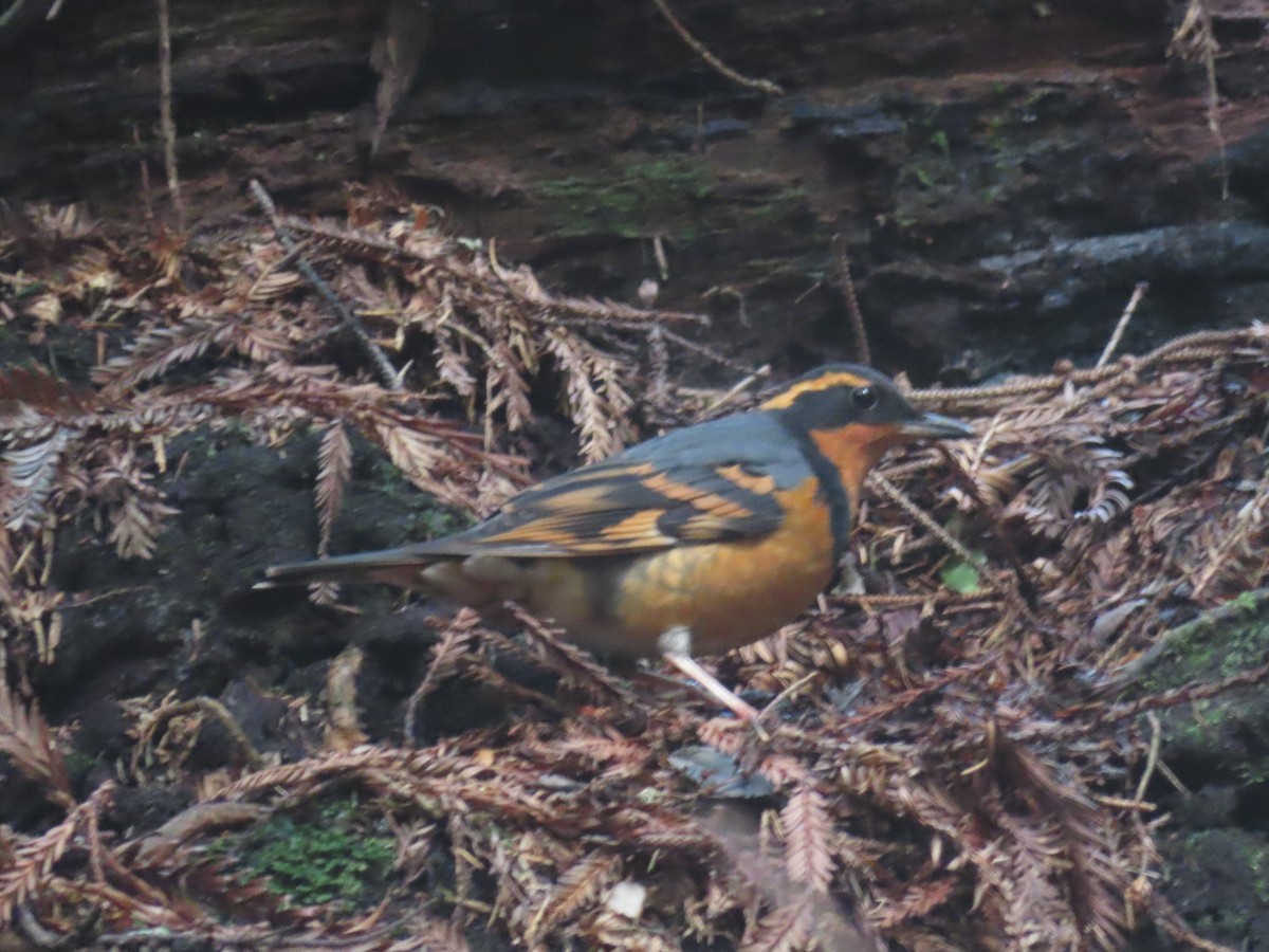 Varied Thrush - ML616801669