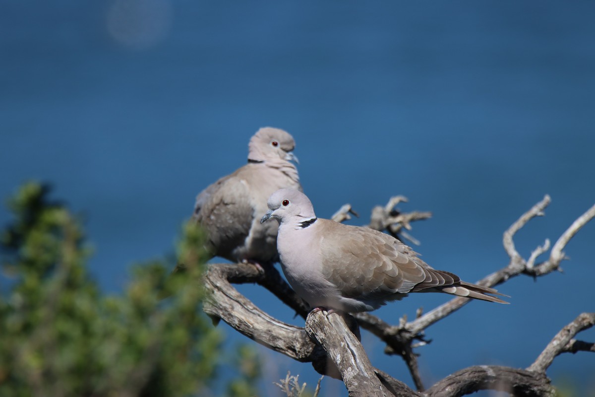 Eurasian Collared-Dove - ML616801676