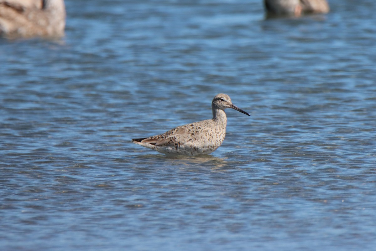 Willet - Vicky Atkinson