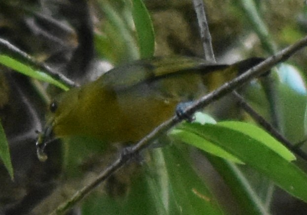 Eufonia sp. (Euphonia sp.) - ML616801687