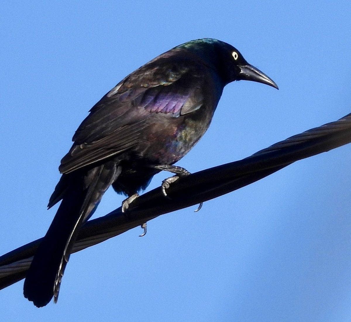 Common Grackle - ML616801689