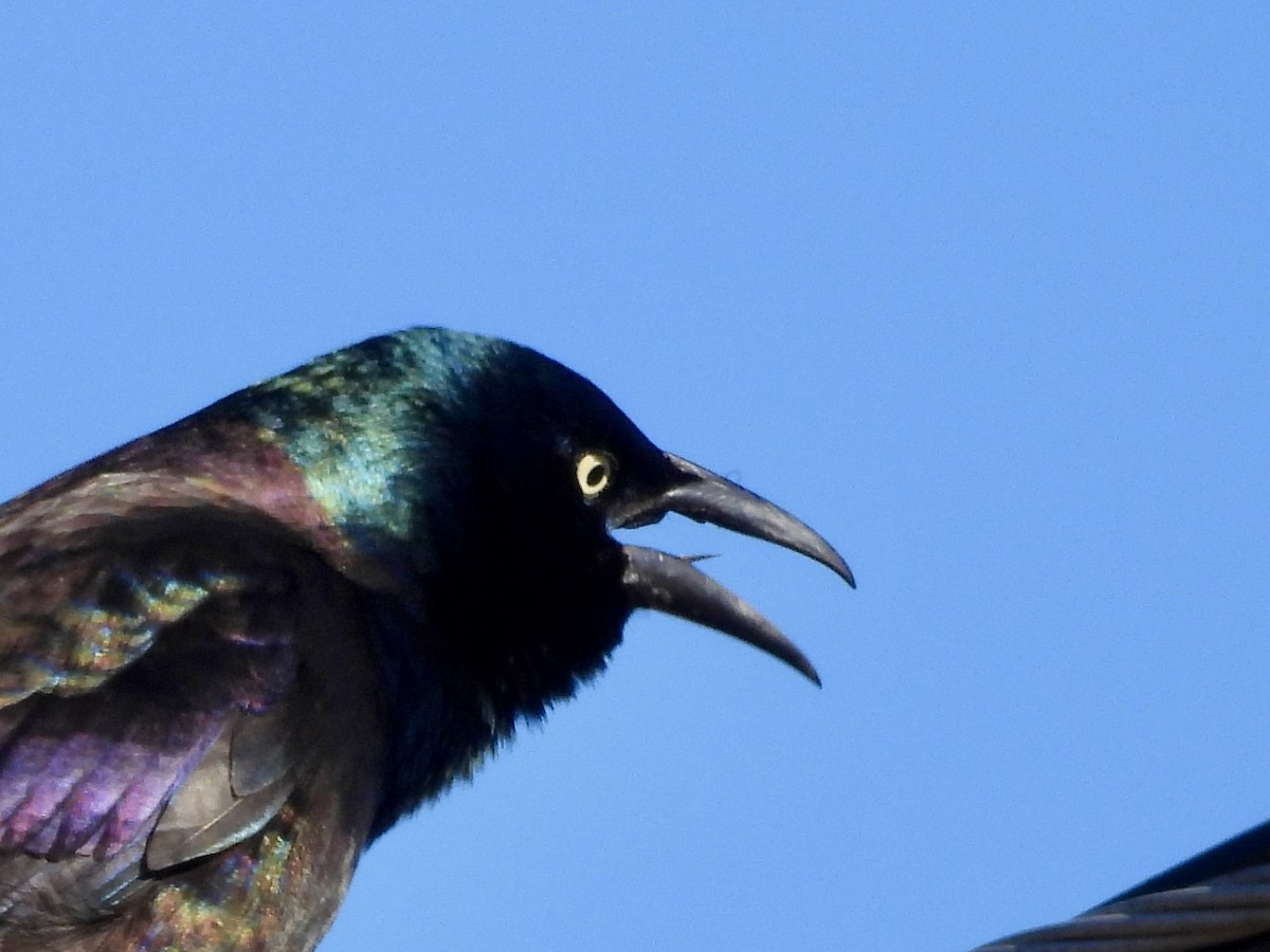 Common Grackle - ML616801690