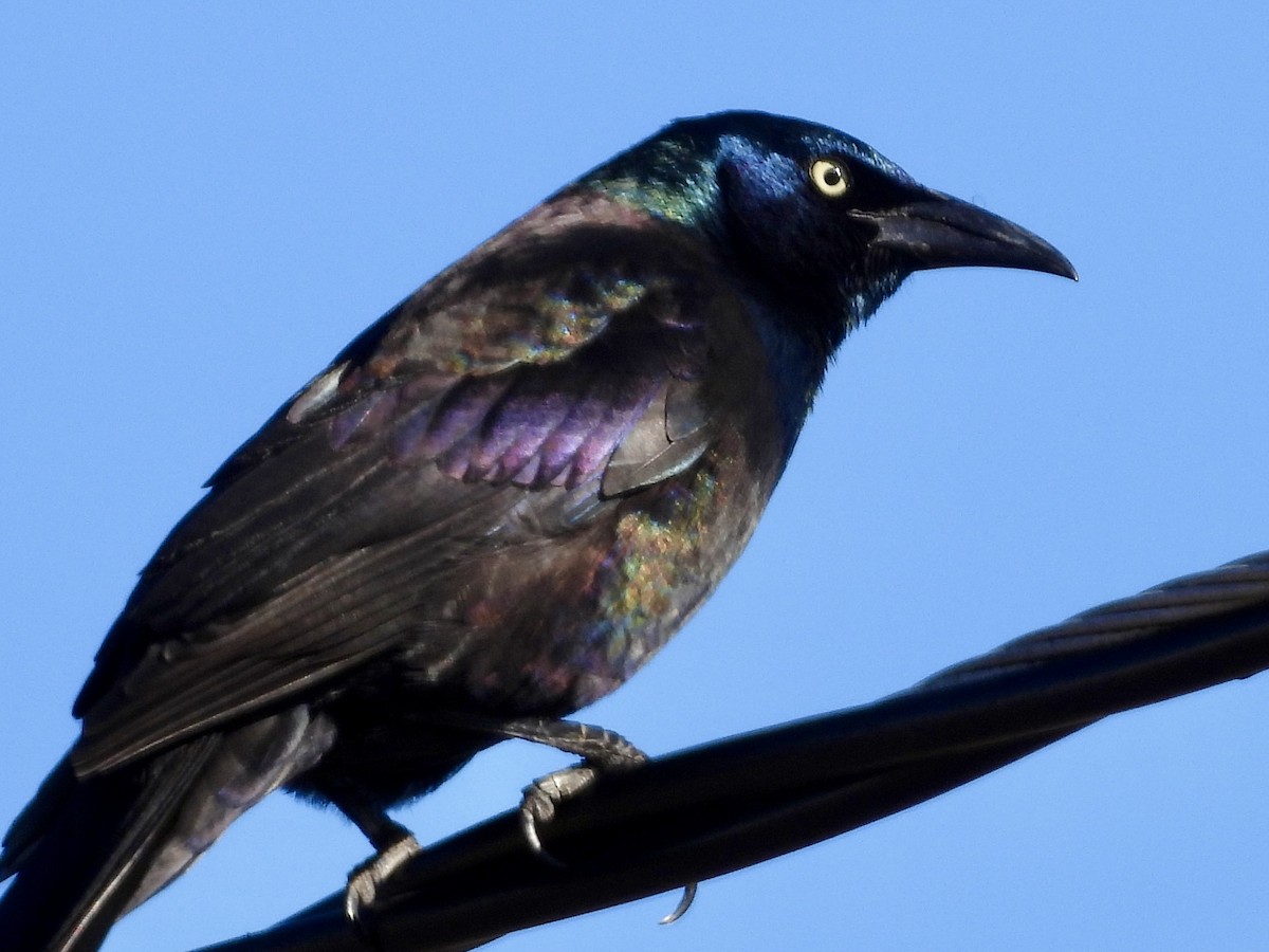 Common Grackle - ML616801691