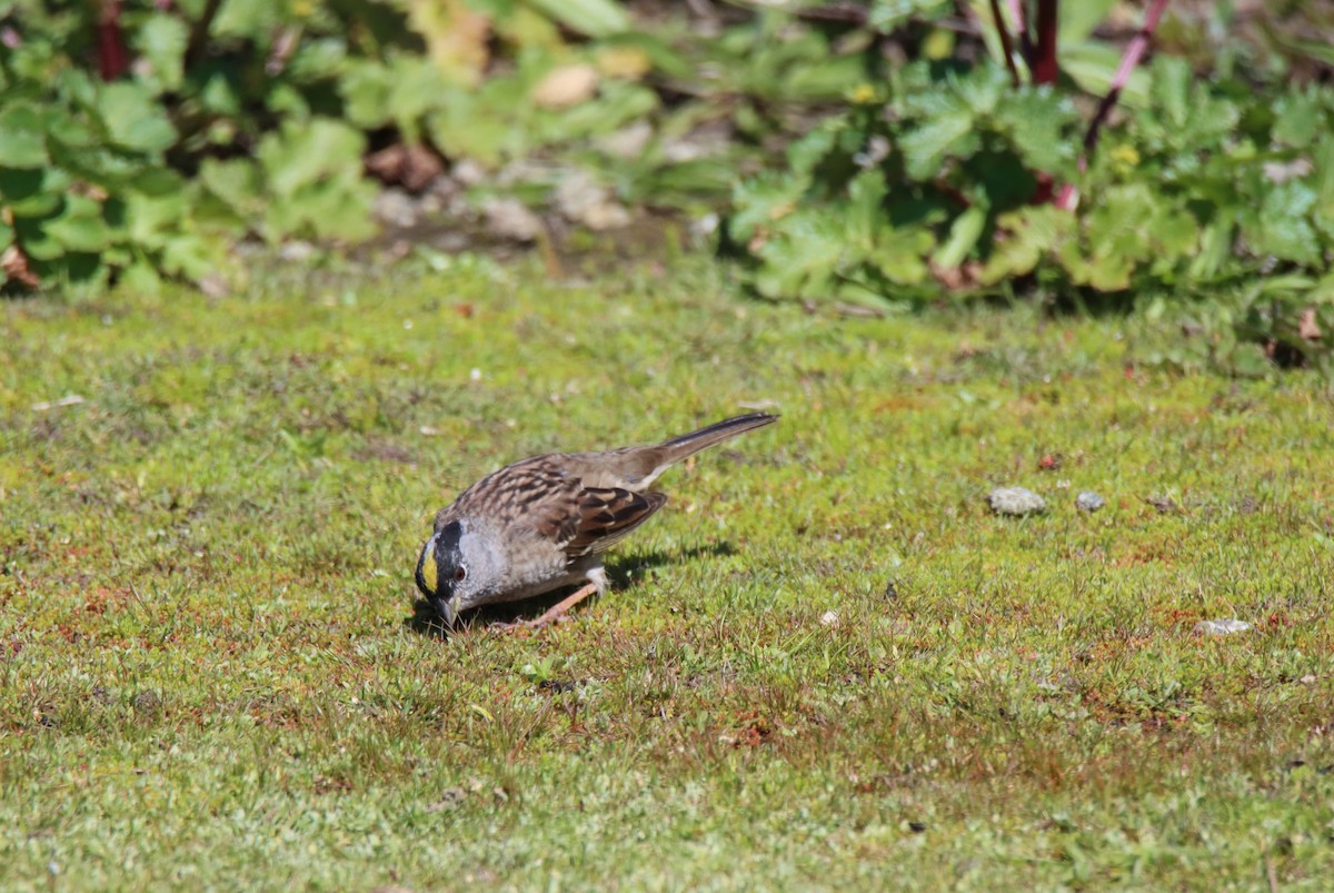 Golden-crowned Sparrow - Vicky Atkinson