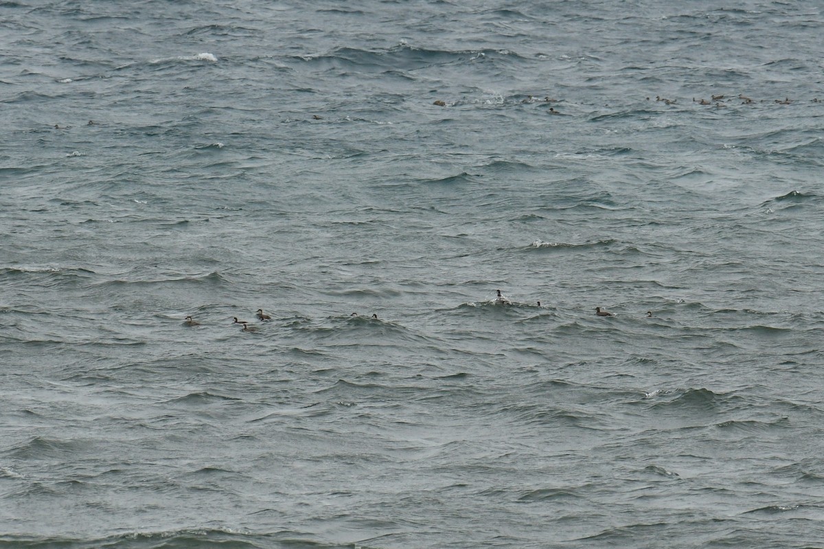 Black Scoter - Christian Newton