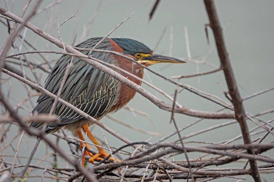 Green Heron - Donald Sutherland