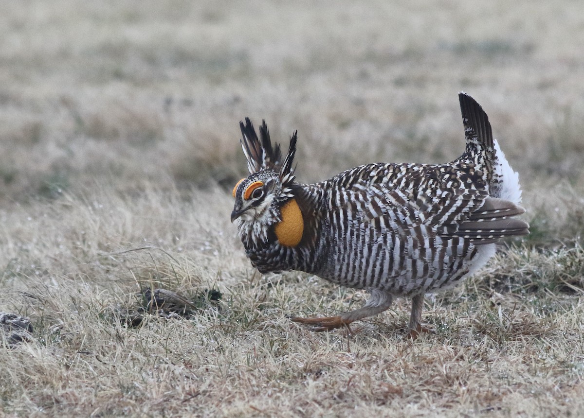 Greater Prairie-Chicken - ML616801883