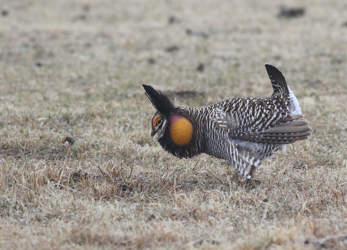 Greater Prairie-Chicken - ML616801885