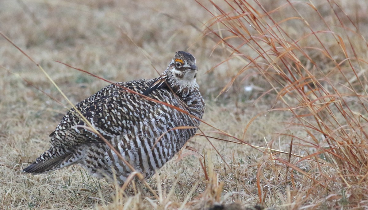 Greater Prairie-Chicken - ML616801888