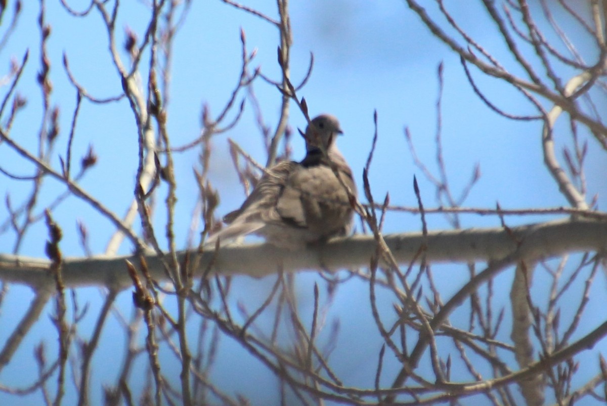 Eurasian Collared-Dove - ML616801898