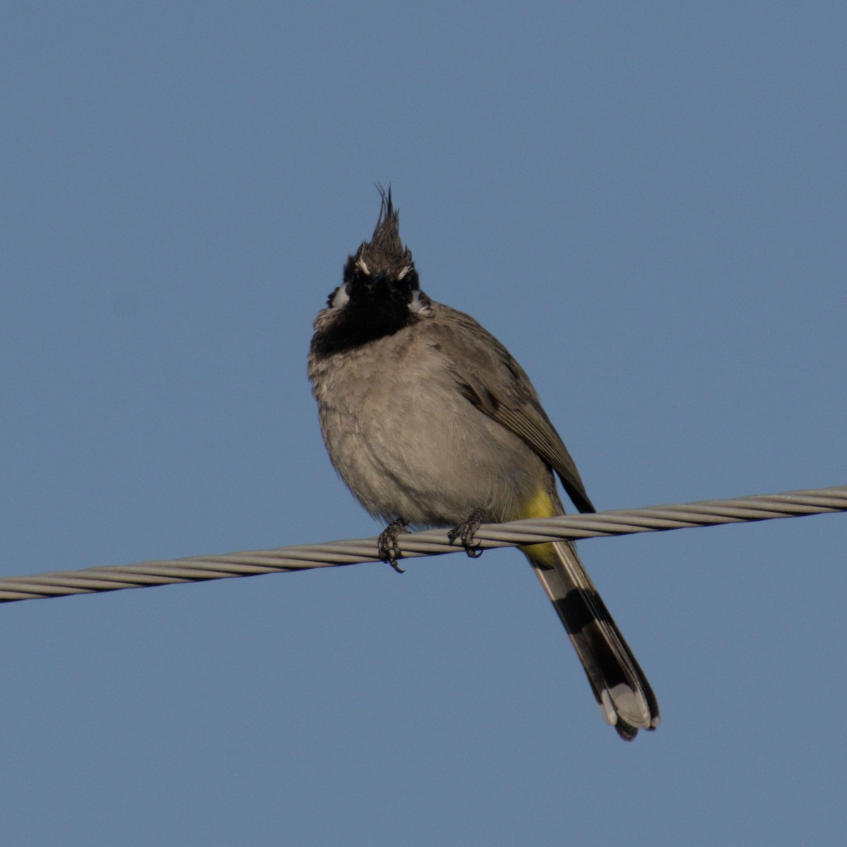 Himalayan Bulbul - ML616801920