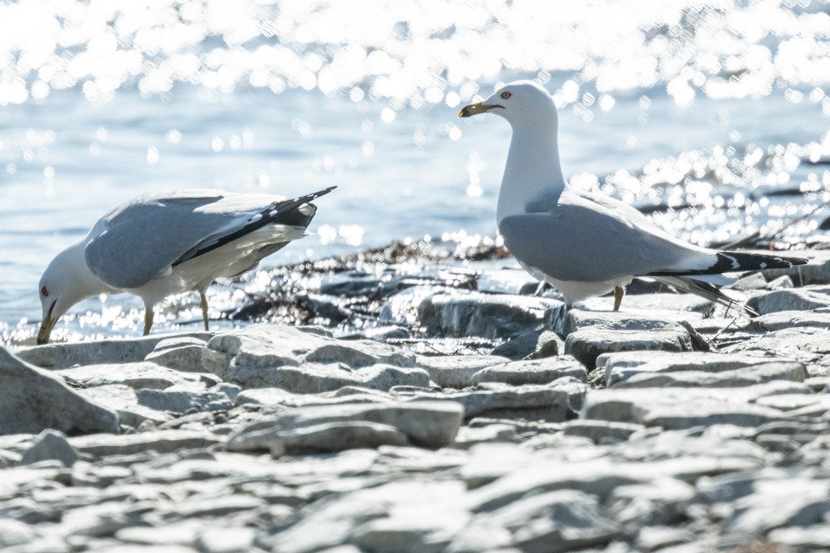 Gaviota Argéntea (americana) - ML616801933