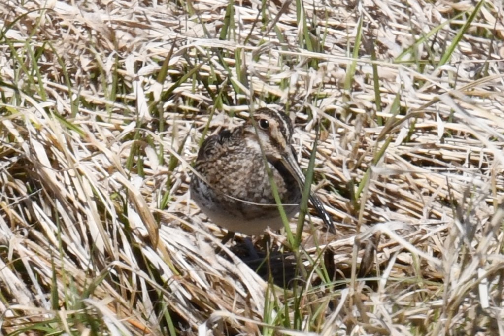 Wilson's Snipe - Joseph Sefter