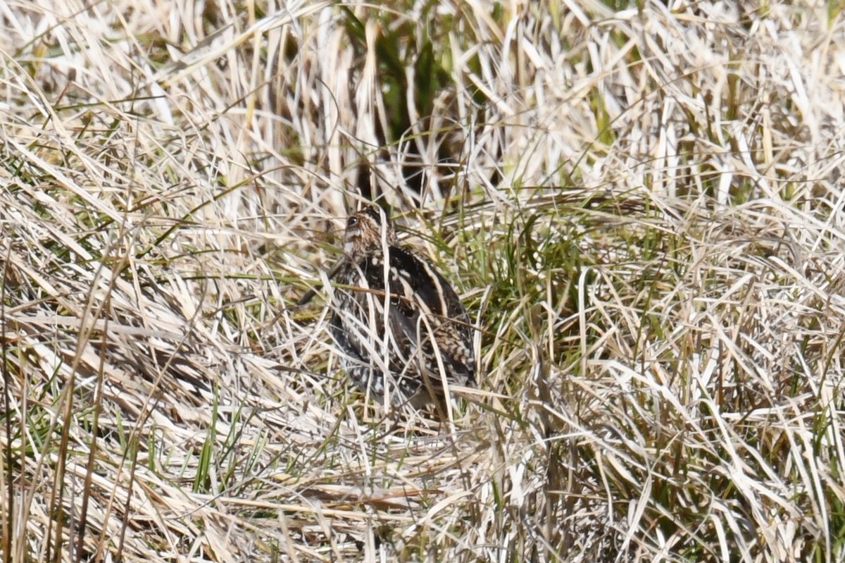 Wilson's Snipe - Joseph Sefter