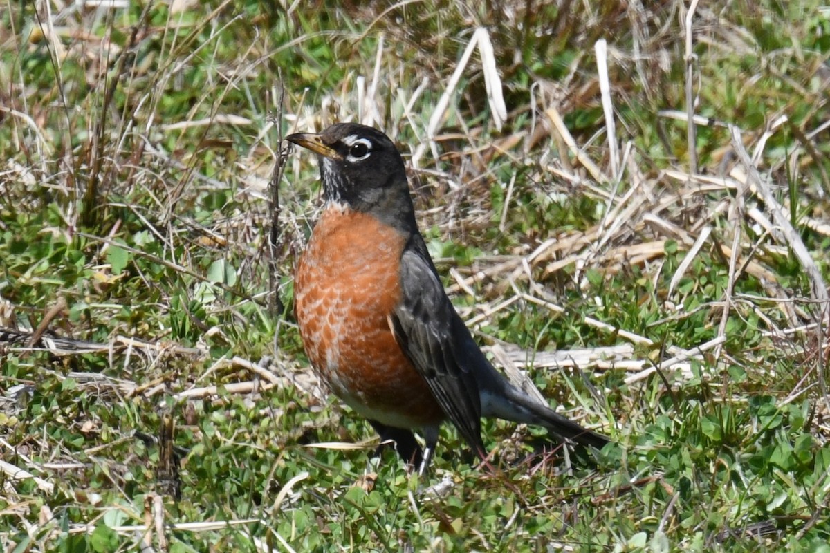 American Robin - Joseph Sefter