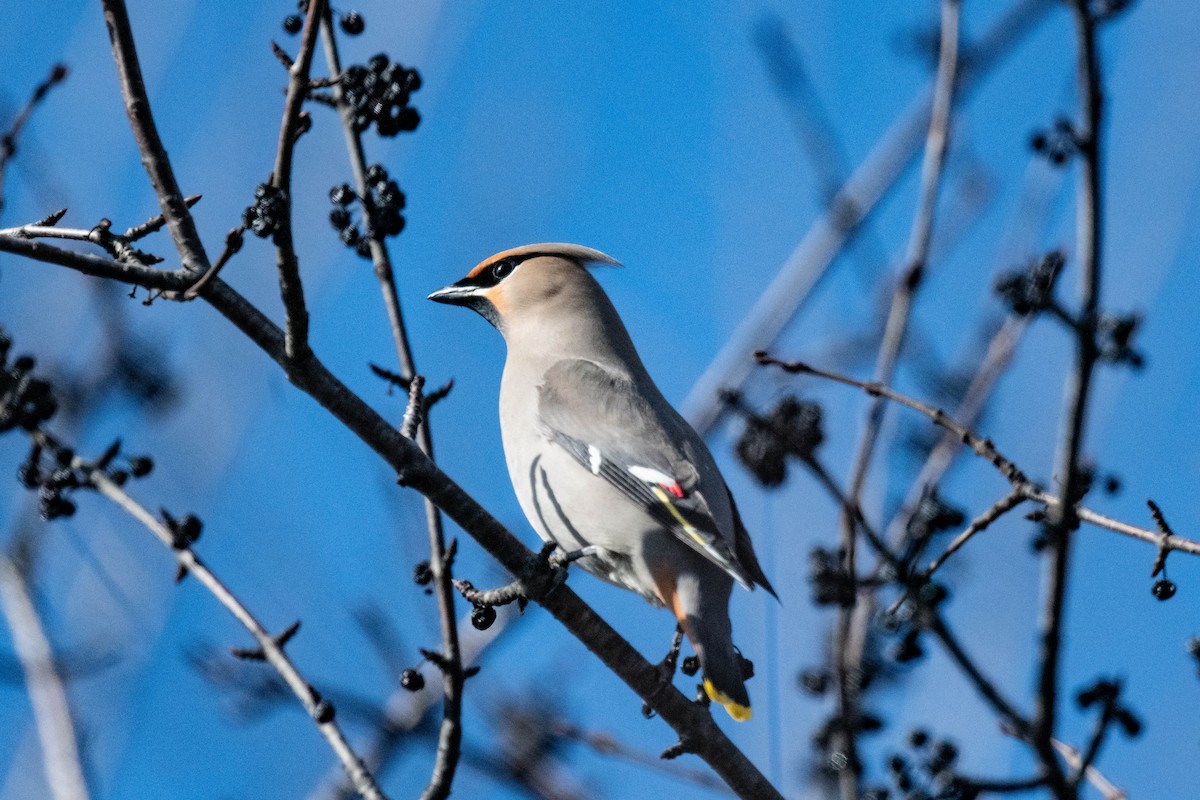 Bohemian Waxwing - ML616801949