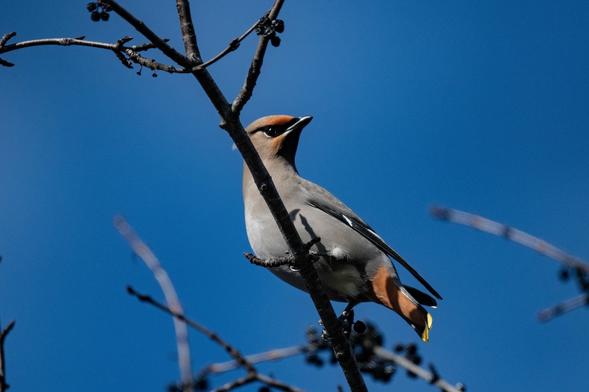 Bohemian Waxwing - ML616801950