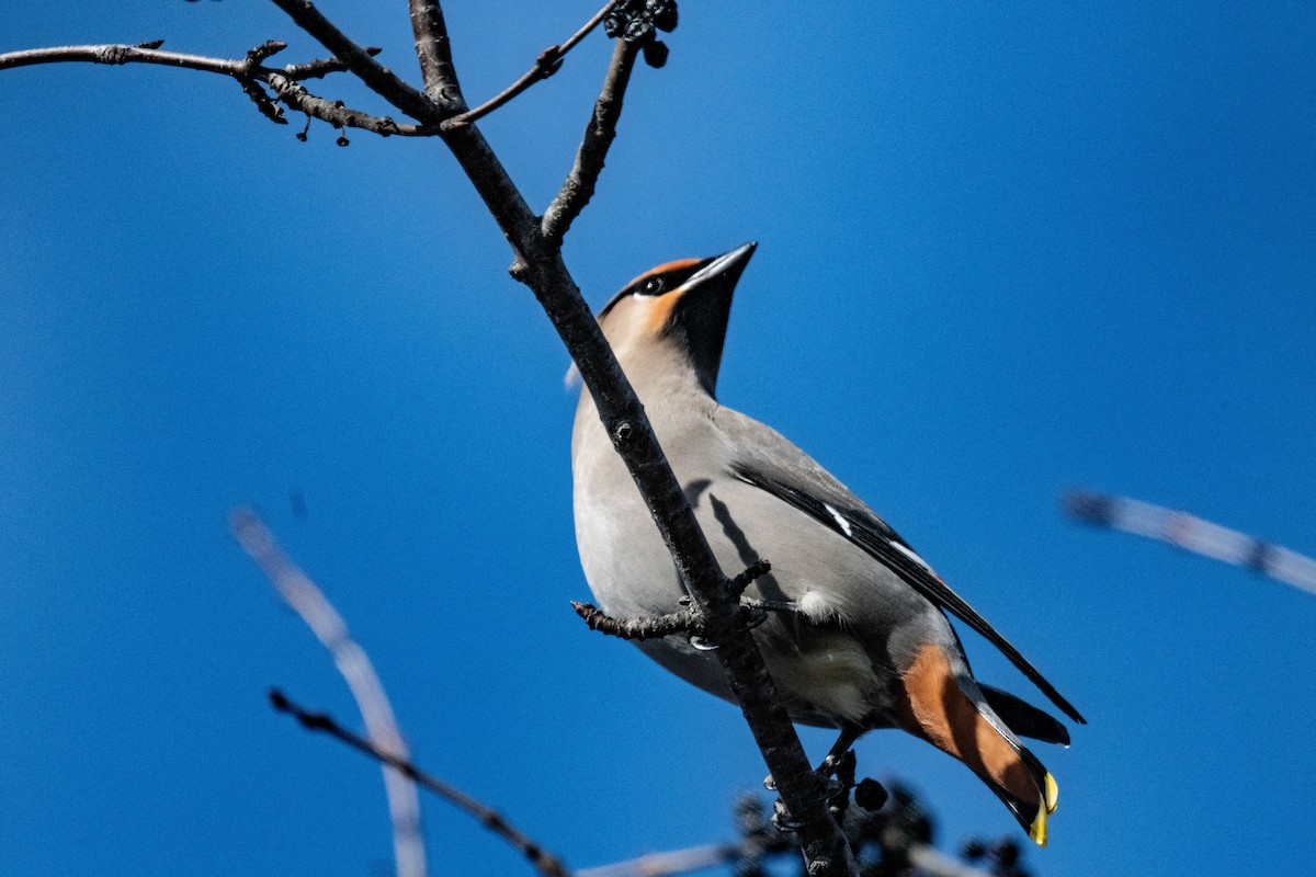 Bohemian Waxwing - ML616801951