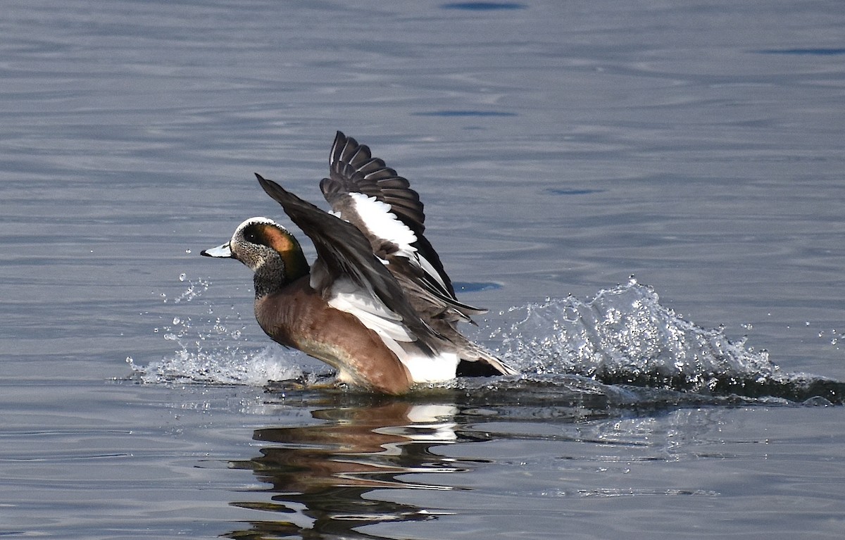 American Wigeon - ML616801999