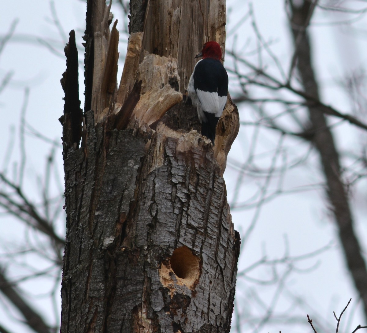 Red-headed Woodpecker - ML616802001