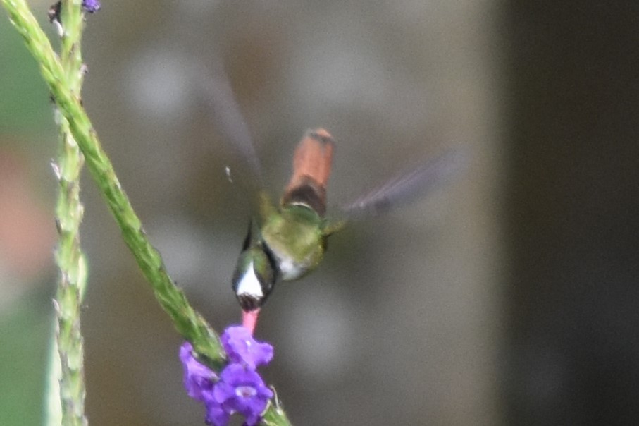 White-crested Coquette - ML616802014