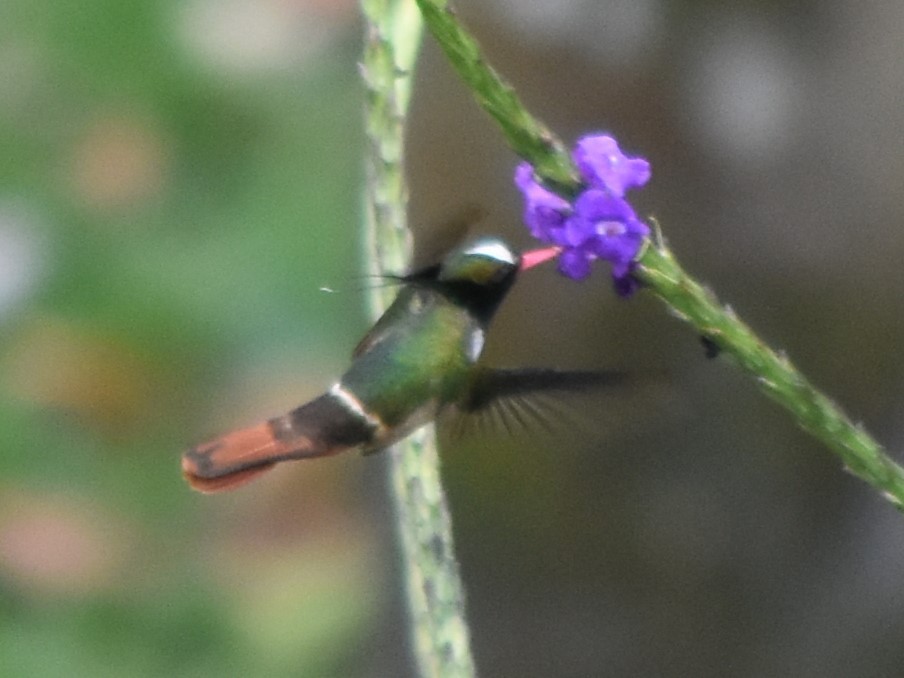 White-crested Coquette - ML616802015