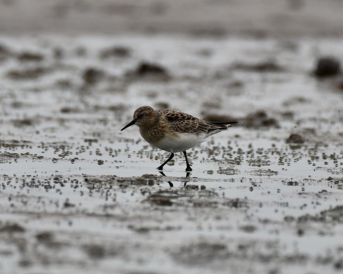 Baird's Sandpiper - ML616802016