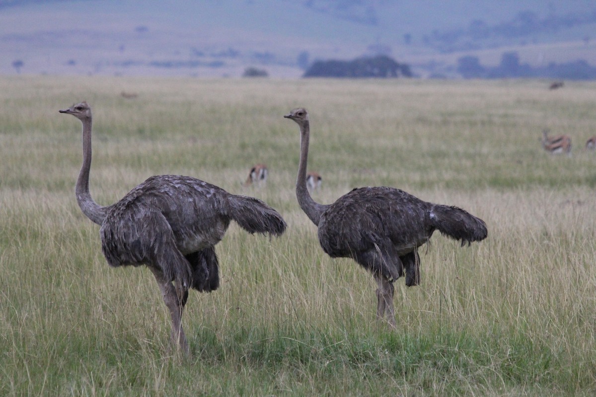 Common Ostrich - ML616802054