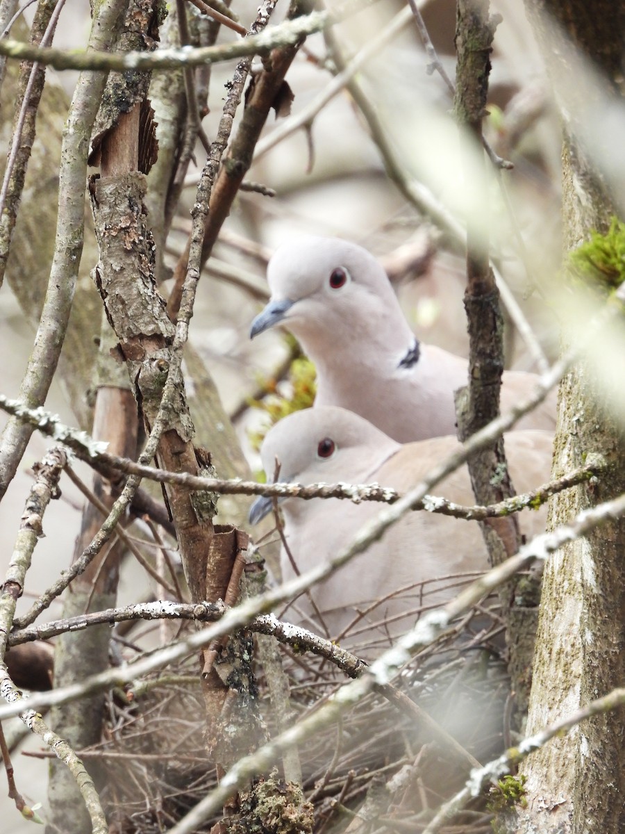 灰斑鳩 - ML616802056