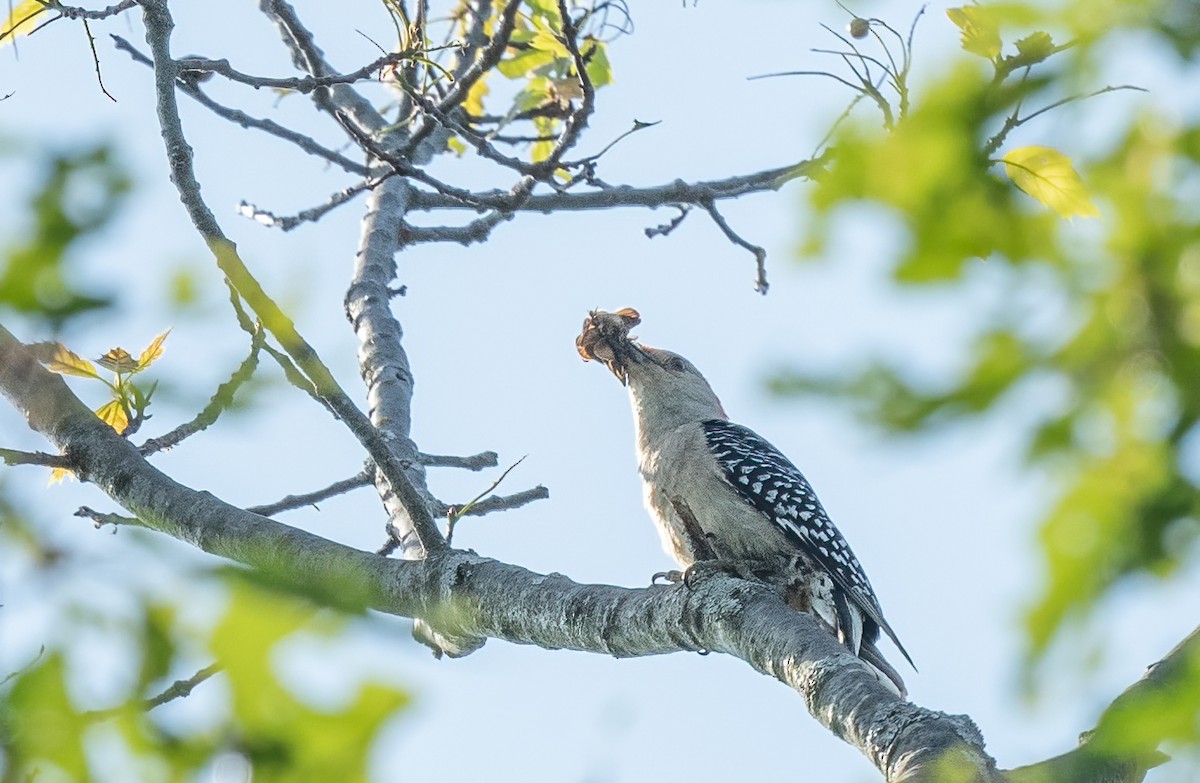 Red-bellied Woodpecker - Sandy Podulka