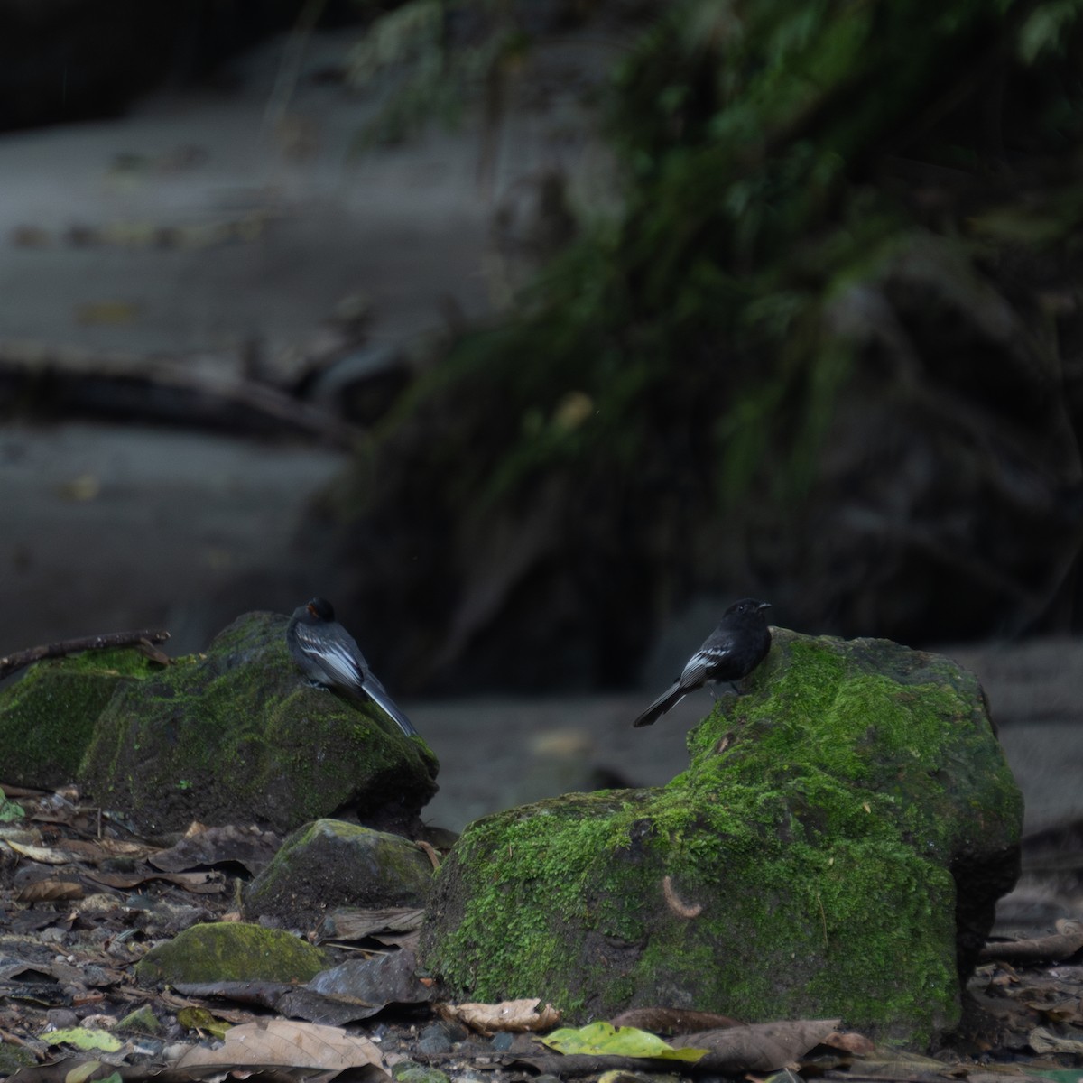 Black Phoebe - ML616802078