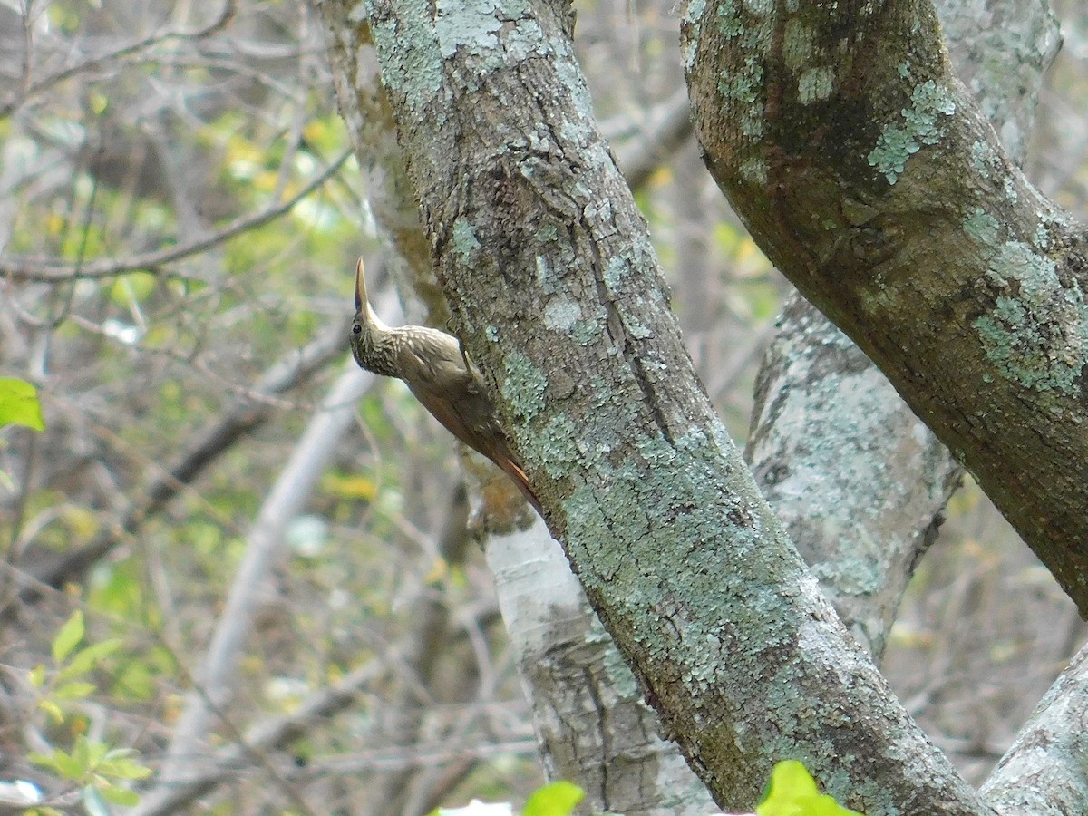 Ivory-billed Woodcreeper - Fernan Parrales