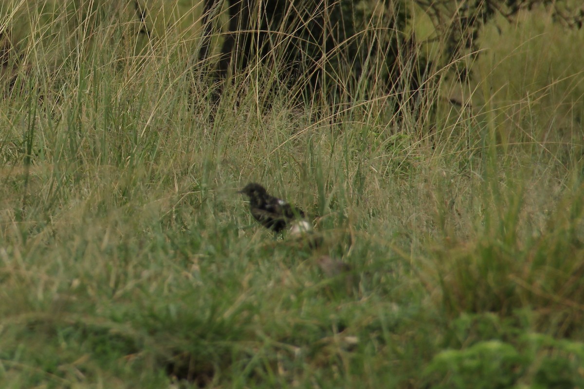 Zorzal Hormiguero Negro - ML616802118