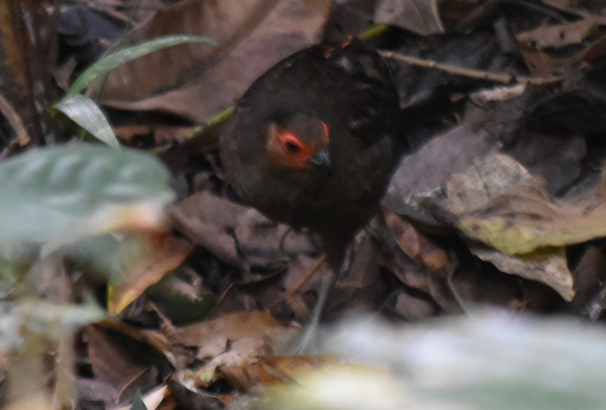 Marbled Wood-Quail - ML616802178