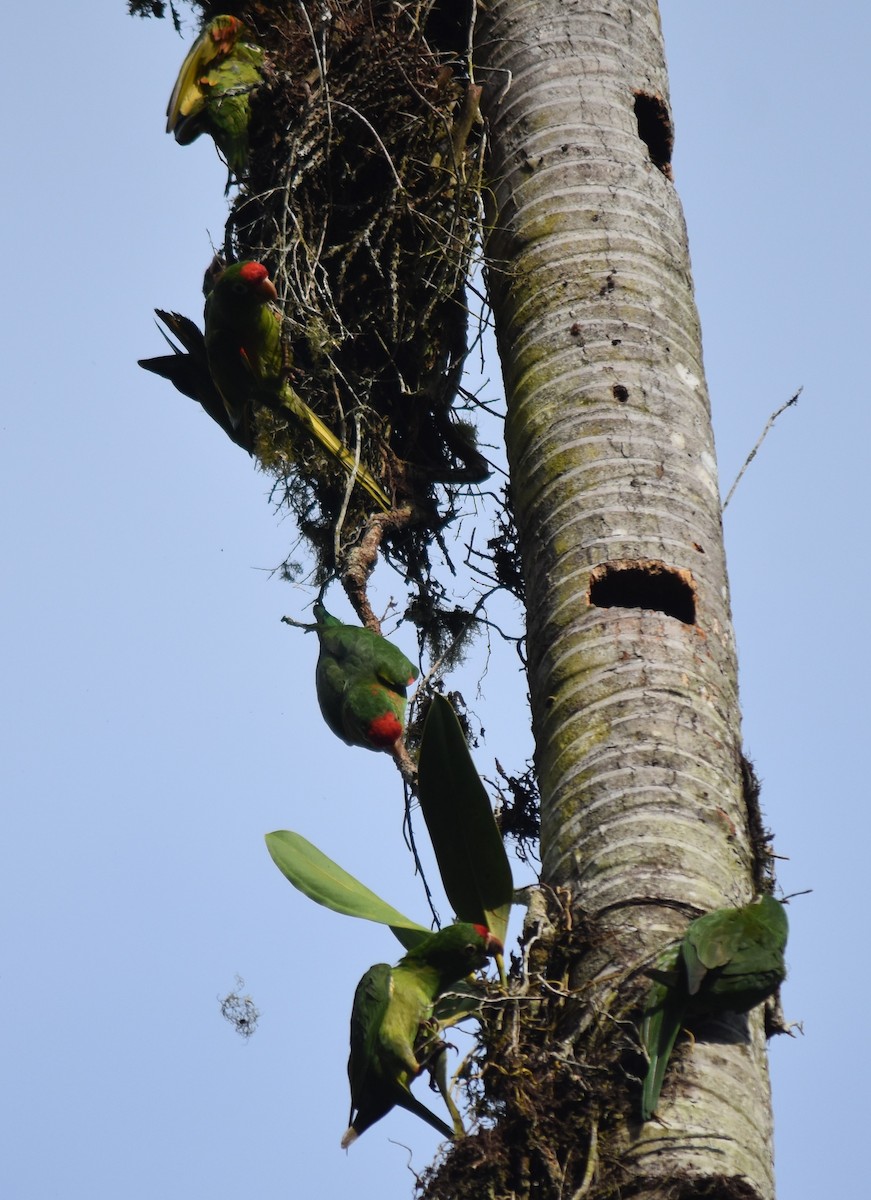 Crimson-fronted Parakeet - ML616802264