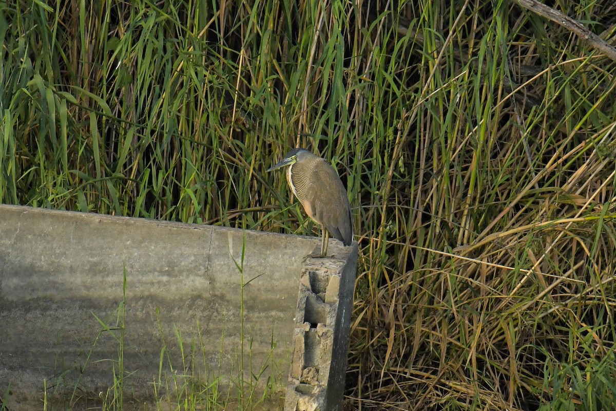 Bare-throated Tiger-Heron - ML616802278