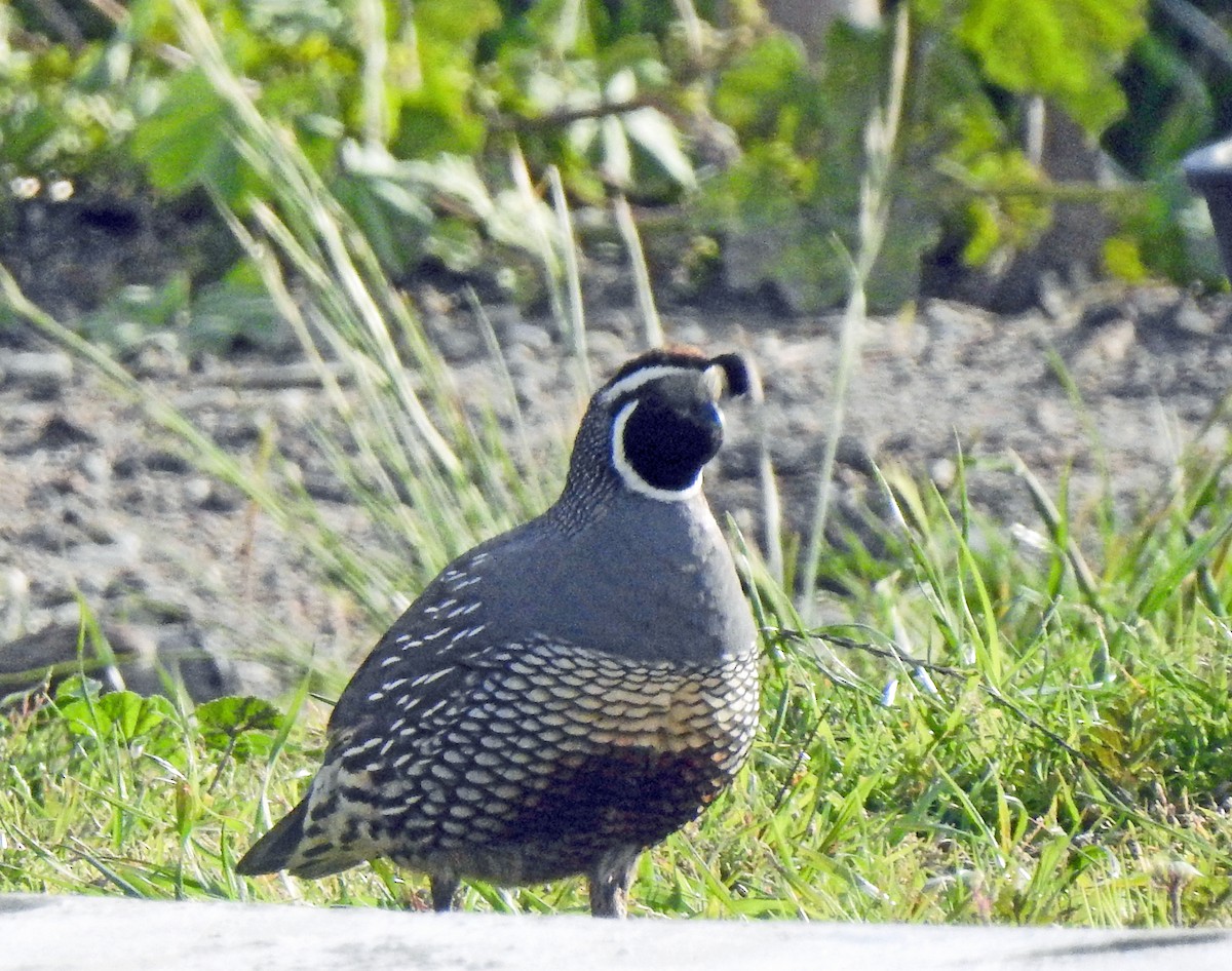 California Quail - ML616802327