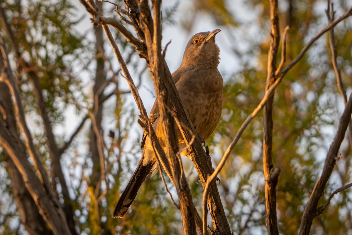 Curve-billed Thrasher - ML616802344