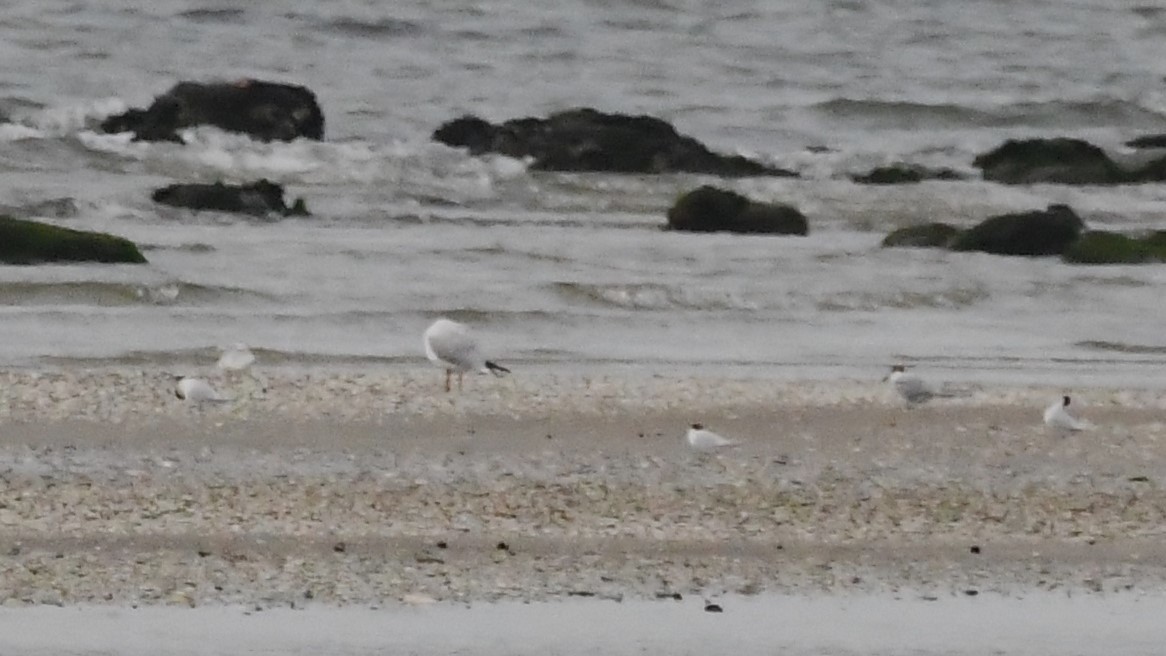 Common Tern - ML616802356