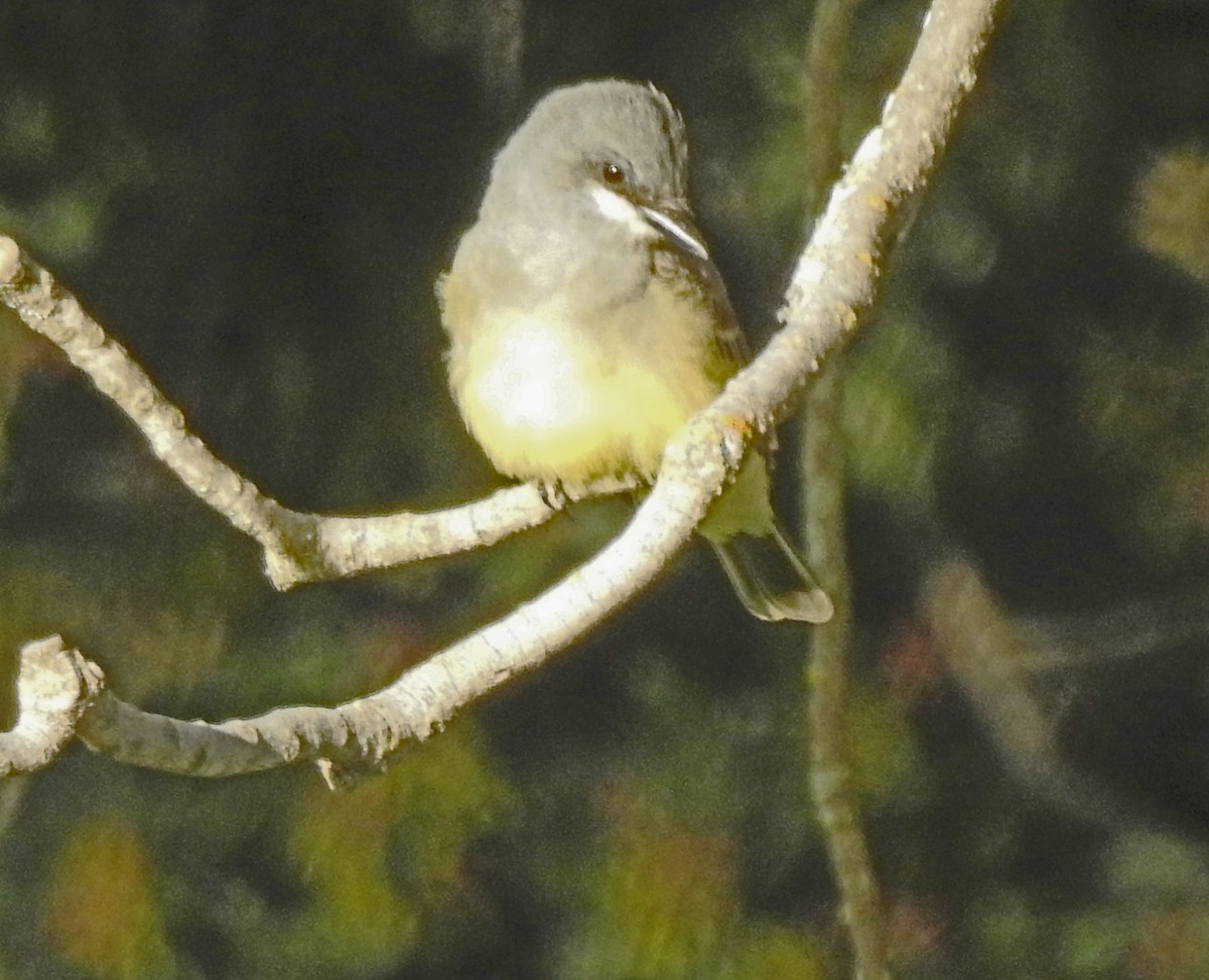 Cassin's Kingbird - ML616802367