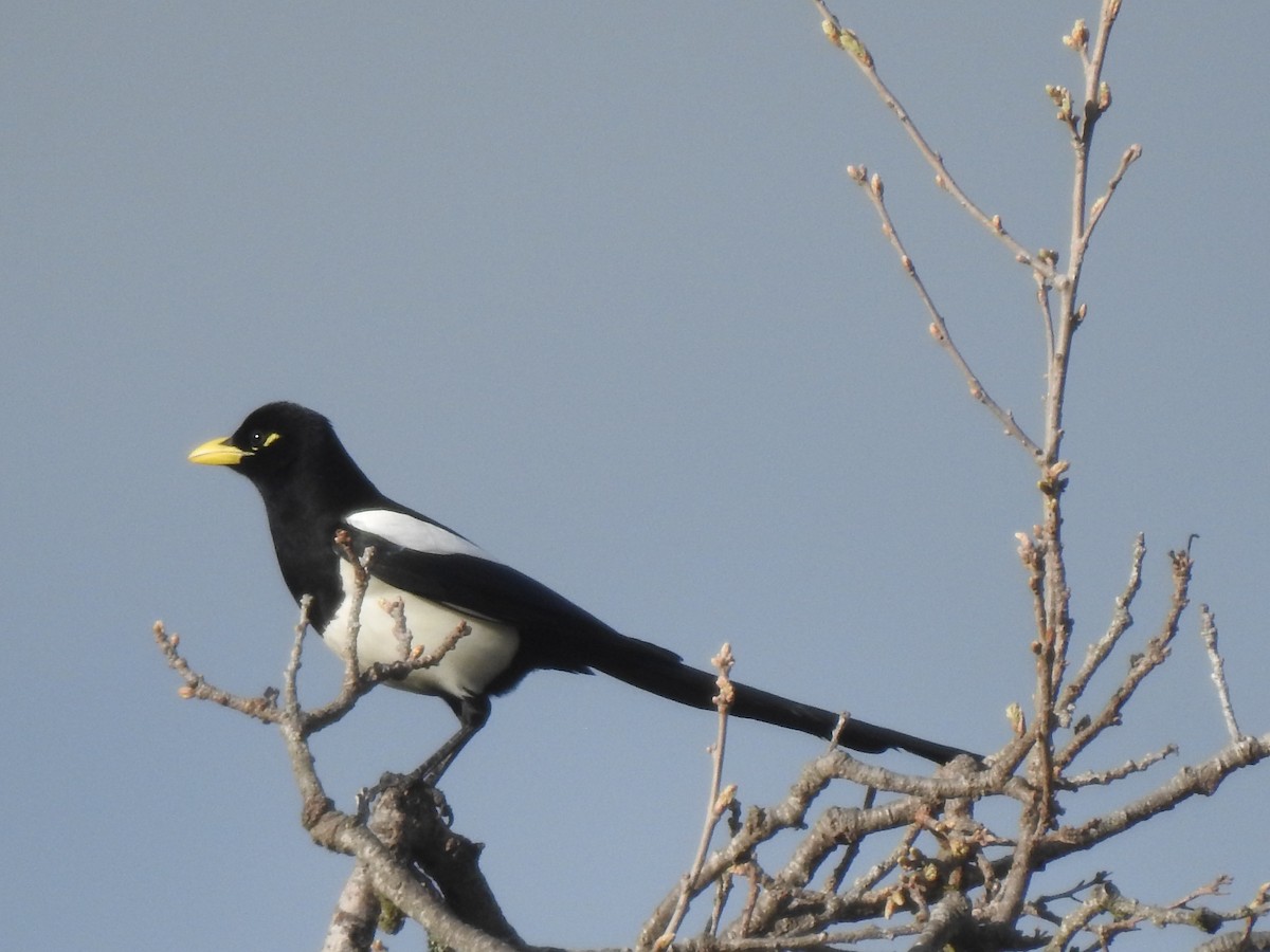 Yellow-billed Magpie - Layton Pace