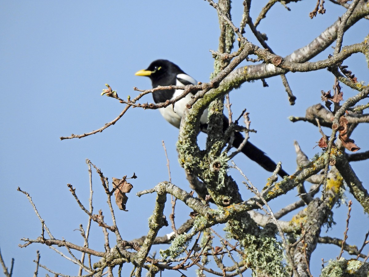 Yellow-billed Magpie - ML616802397